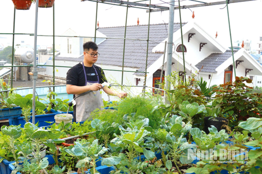 Vườn rau sạch trên sân thượng của gia đình anh Ngô Hải Long, phường Đông A.