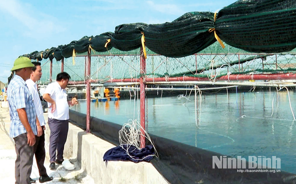 Mô hình nuôi tôm thẻ chân trắng của ông Cao Văn Ba, xã Giao Ninh cho hiệu quả kinh tế cao.