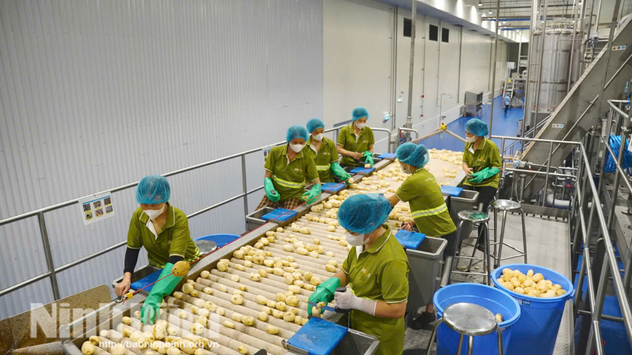 Tăng cường liên kết sản xuất gắn với tiêu thụ sản phẩm, Nhà máy PepsiCo Ninh Bình là một trong những “mắt xích” quan trọng giúp hiện thực hóa mô hình liên kết chuỗi giá trị nông sản bền vững tại tỉnh Ninh Bình và khu vực miền Bắc. Ảnh: Mai Lan
