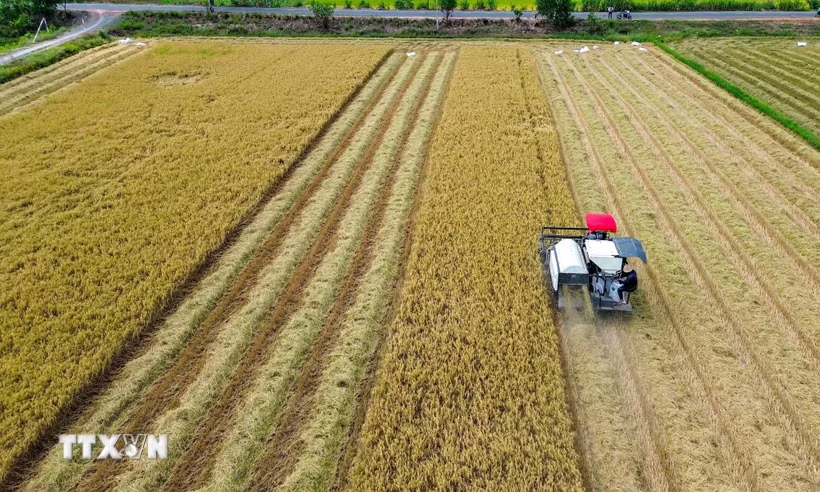 Người dân ứng dụng khoa học công nghệ trong thu hoạch, nâng cao hiệu quả sản xuất nông nghiệp. (Ảnh: Giang Phương/TTXVN)