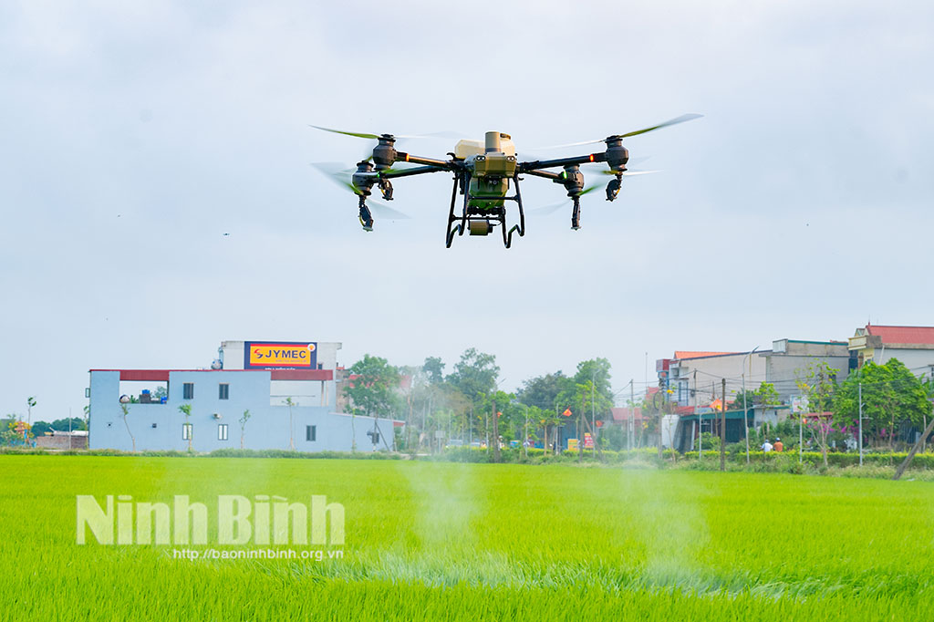 Trình diễn sử dụng máy bay không người lái phun thuốc bảo vệ thực vật tại cánh đồng lúa xóm Cầu, xã Yên Mô.