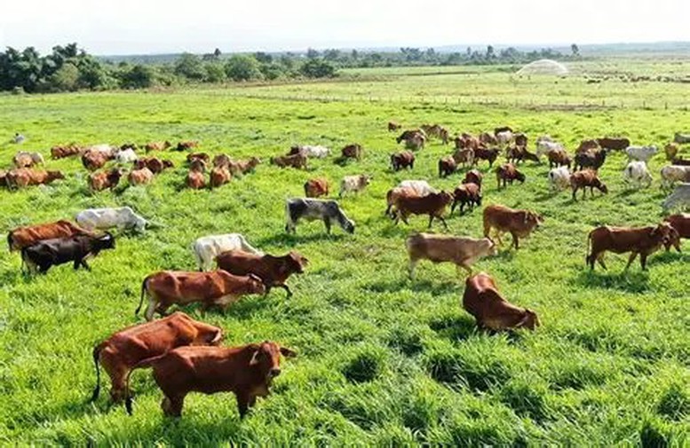 Việt Nam chưa ghi nhận sự xuất hiện của serotype SAT1, song nguy cơ xâm nhập là rất lớn. Ảnh: baochinhphu