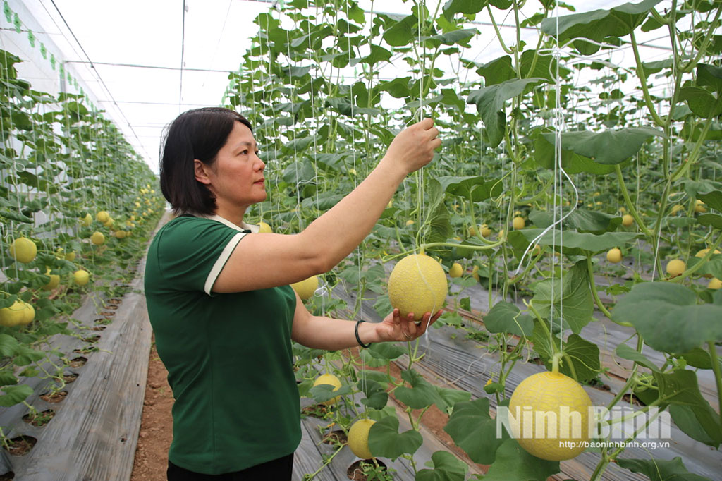 Chăm bón dưa vàng tại trang trại nông nghiệp công nghệ cao Thanh Nga, xã Khánh Thiện.