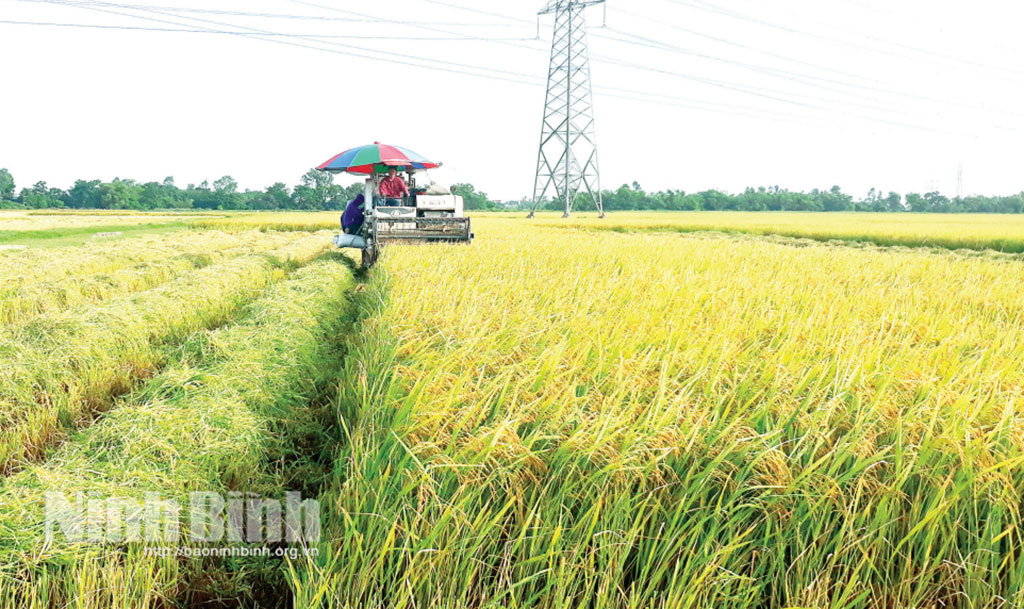 Đưa cơ giới hóa vào thu hoạch lúa tại xã Hiển Khánh.