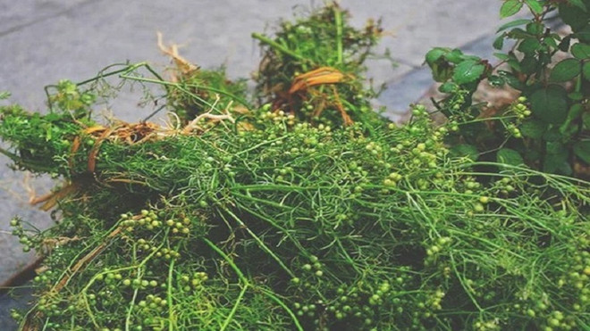 Cây mùi già (ảnh minh họa)