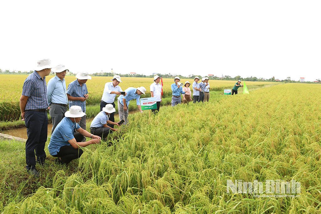 Các đại biểu tham quan mô hình trình diễn giống lúa thuần Ngọc Nương 9 tại xã Ninh Cường.