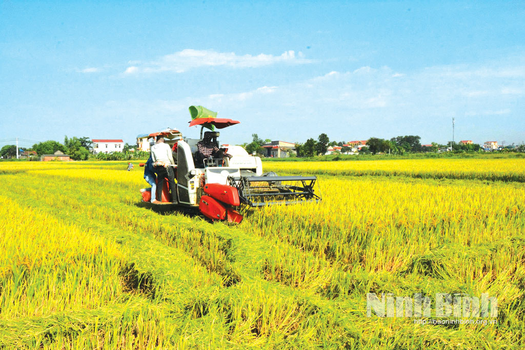 Nông dân xã Hiển Khánh thu hoạch lúa Xuân.