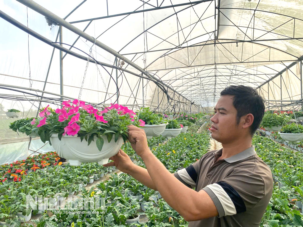 Anh Vũ Văn Ngà, người trồng hoa ở Ninh Phúc đang tích cực chăm sóc hoa để có hoa tươi chất lượng cung ứng ra thị trường dịp Tết.