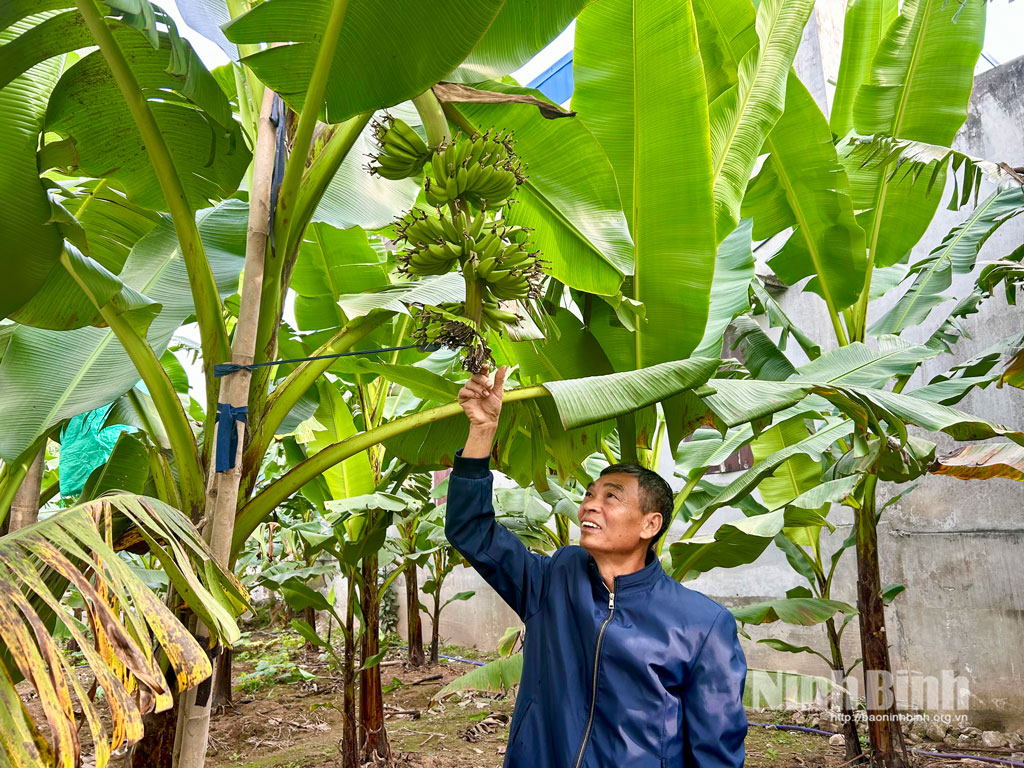 Chuối ngự được người dân xã Nam Lý chăm sóc kỹ lưỡng, bảo vệ quả ngay từ khi còn nhỏ