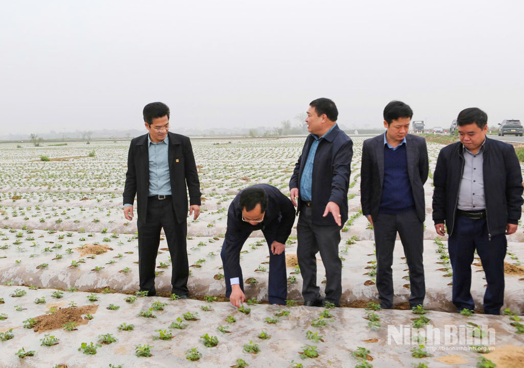 Đồng chí Trần Anh Dũng, Ủy viên Ban Thường vụ Tỉnh ủy, Phó Chủ tịch UBND tỉnh đi kiểm tra diện tích cây lạc vụ xuân năm 2026 tại HTX Dịch vụ nông nghiệp Bảo Xuyên, phường Trường Thi.
