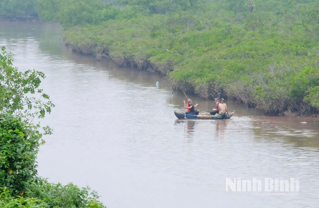 Người dân các xã vùng đệm Vườn quốc gia Xuân Thủy chèo thuyền mủng để bắt cáy mật.