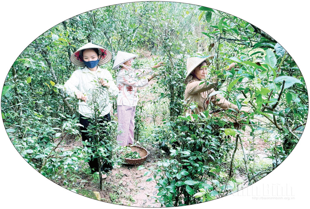 Xã viên Hợp tác xã Thanh niên Bách Cốc, phường Trường Thi thu hoạch trà xanh phục vụ sản xuất giấm mơ trà xanh.