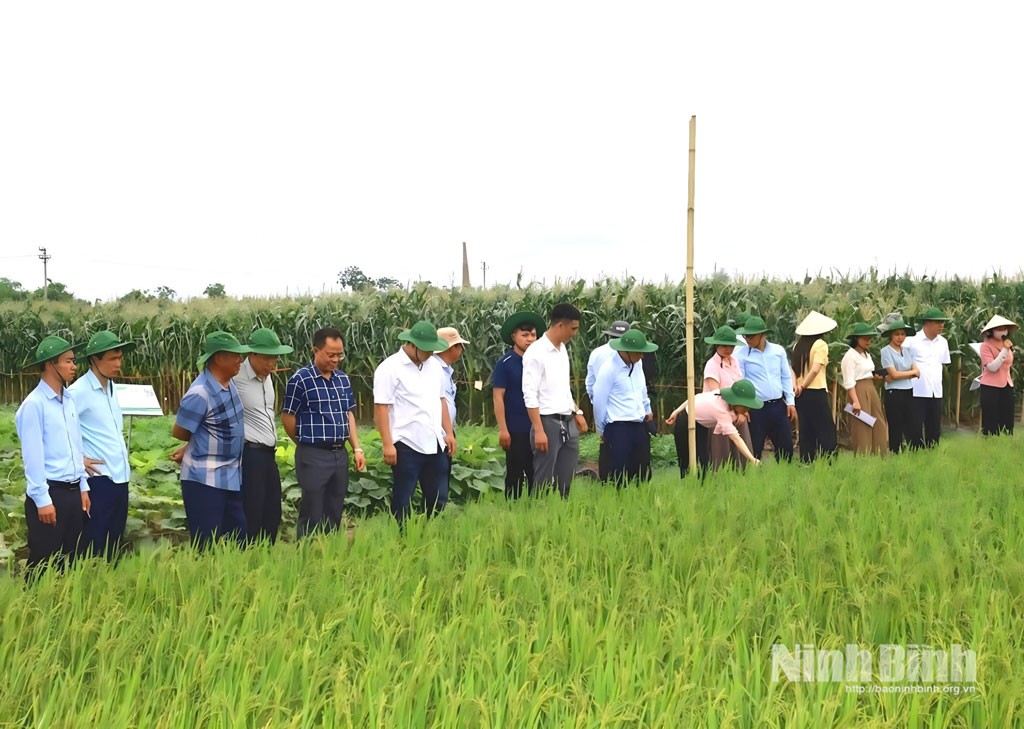 Các đại biểu tham quan thực tế diện tích canh tác các giống lúa mới.