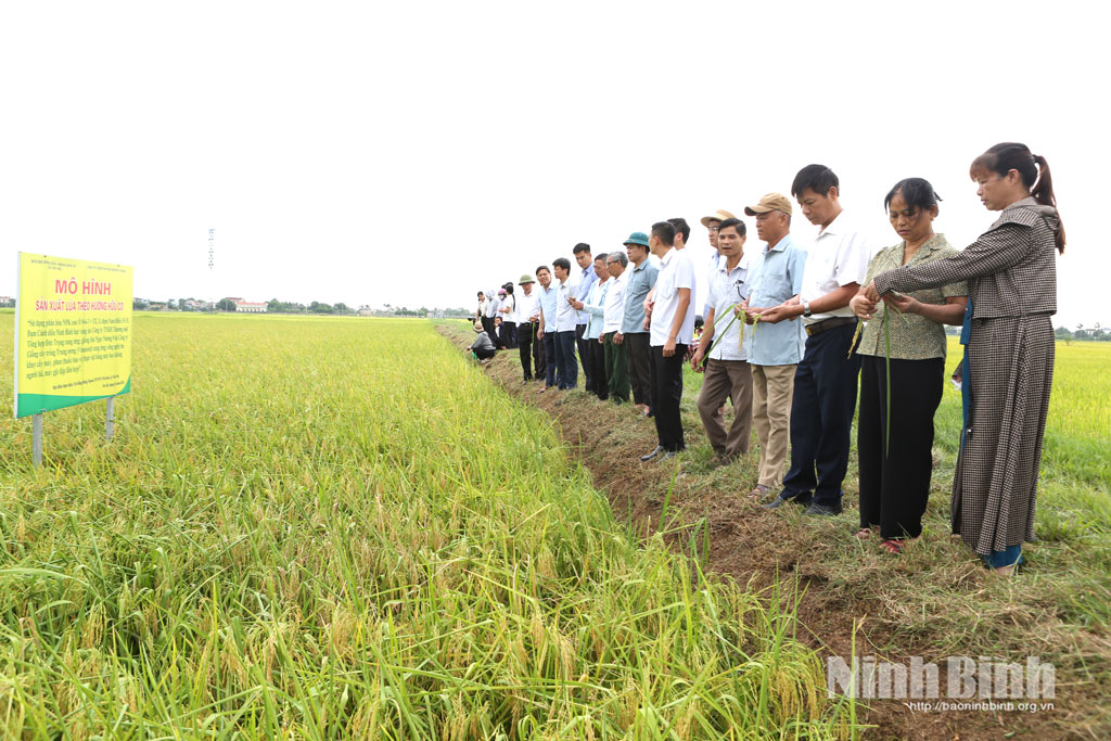 Các đại biểu tham quan mô hình sản xuất lúa theo hướng hữu cơ tại Hợp tác xã Yên Hòa, xã Yên Mô