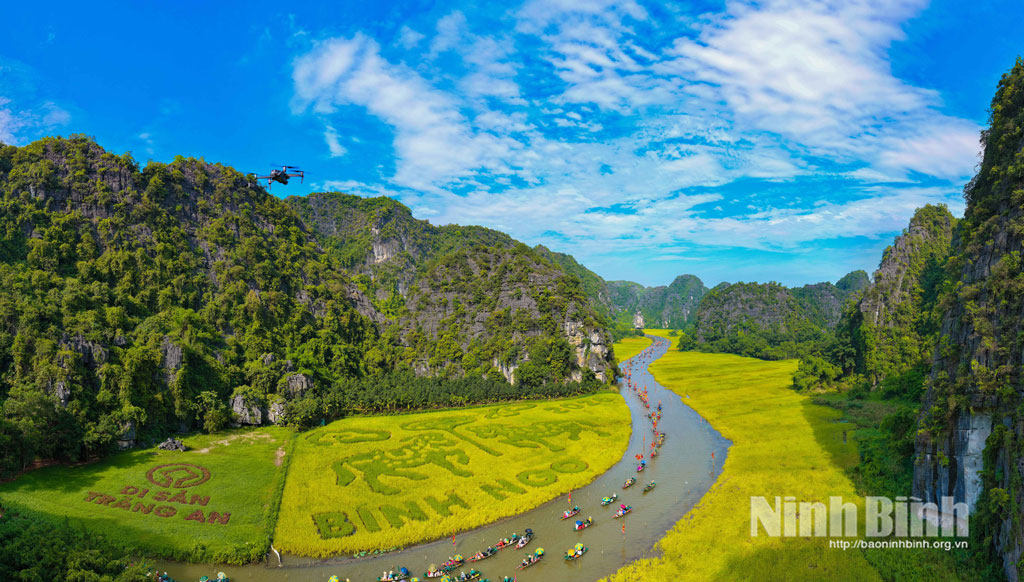 Cánh đồng lúa Tam Cốc vàng rực rỡ trong nắng.