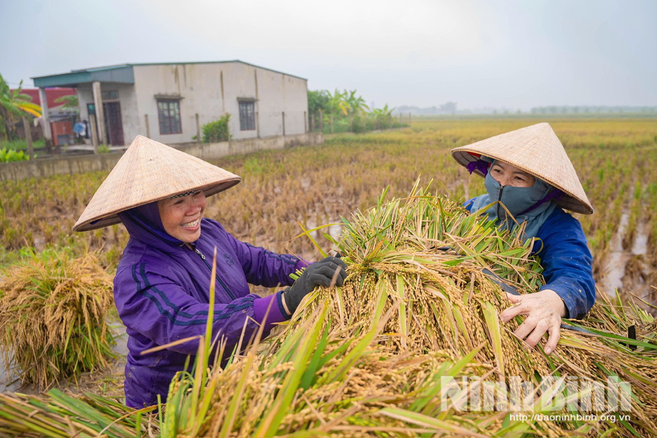 Niềm vui thu hoạch của nông dân HTX Ân Hòa, xã Kim Sơn. Ảnh: Ngọc Linh