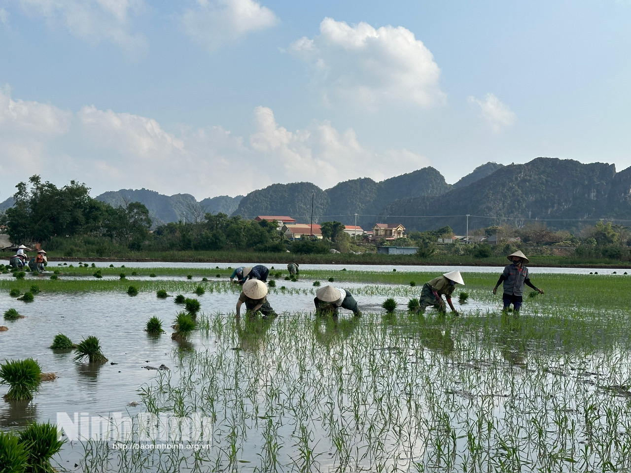 Không khí lao động khẩn trương trên cánh đồng ngoài đê sông Hoàng Long.