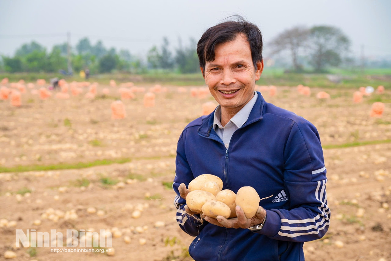 Ông Trịnh Viết Chiến rạng rỡ bên thành quả lao động, mô hình liên kết của ông cho lãi khoảng 95 triệu đồng/ha. Ảnh: Ngọc Linh