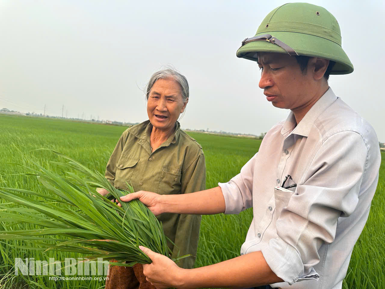 Cán bộ chuyên môn phường Yên Thắng hướng dẫn bà con nông dân kiểm tra mức độ gây hại của bệnh đạo ôn trên lúa.