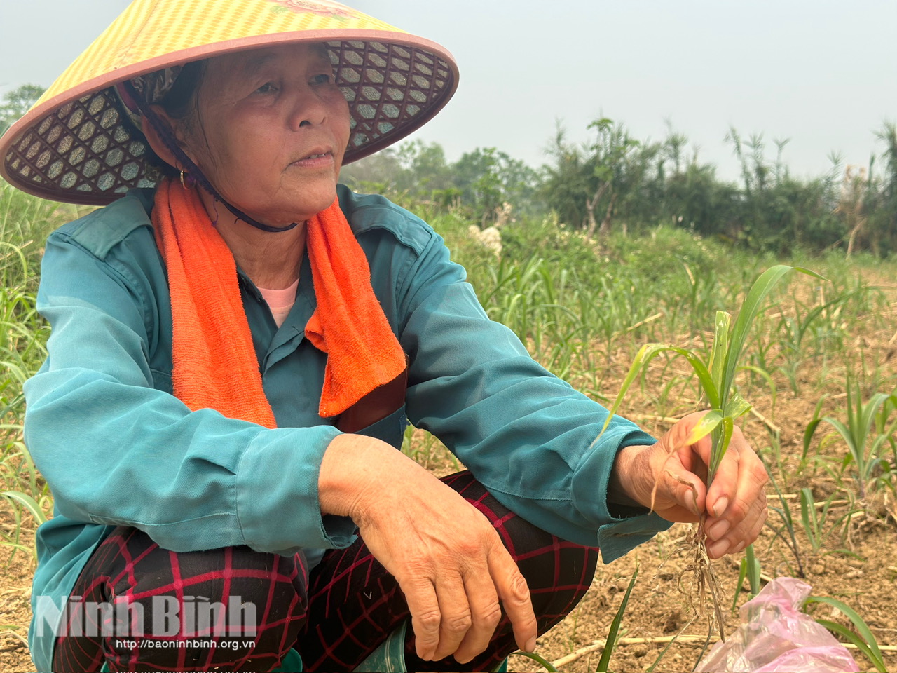 Bà Bùi Thị Huệ, bản Thường Sung, xã Phú Long xót xa nhìn cây ngô còi cọc, lay lắt do hạn hán.
