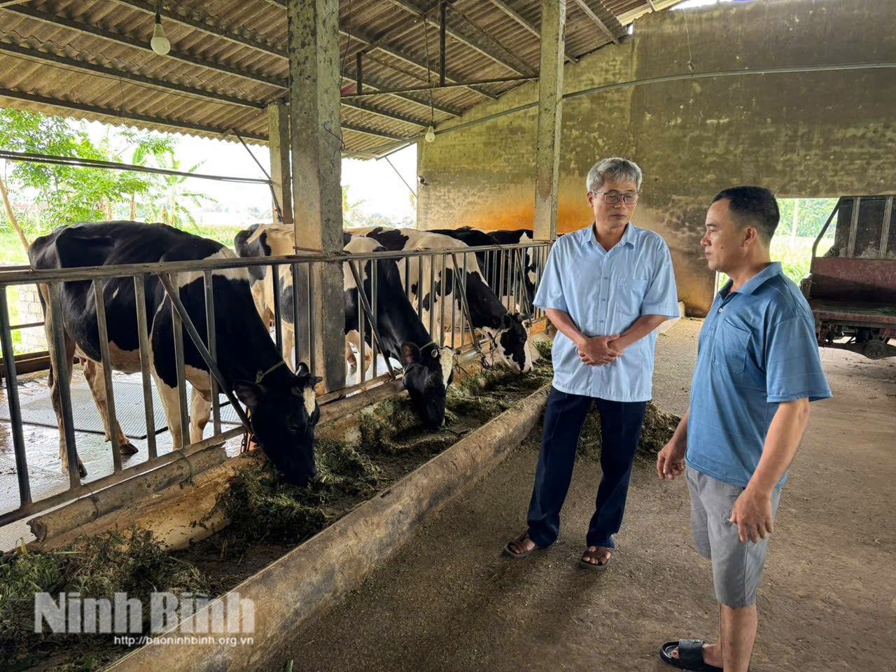 Mô hình chăn nuôi bò sữa quy mô lớn tại HTX Mộc Bắc (phường Duy Tân) đòi hỏi quy trình an toàn sinh học khắt khe. Ảnh: Trần Lâm
