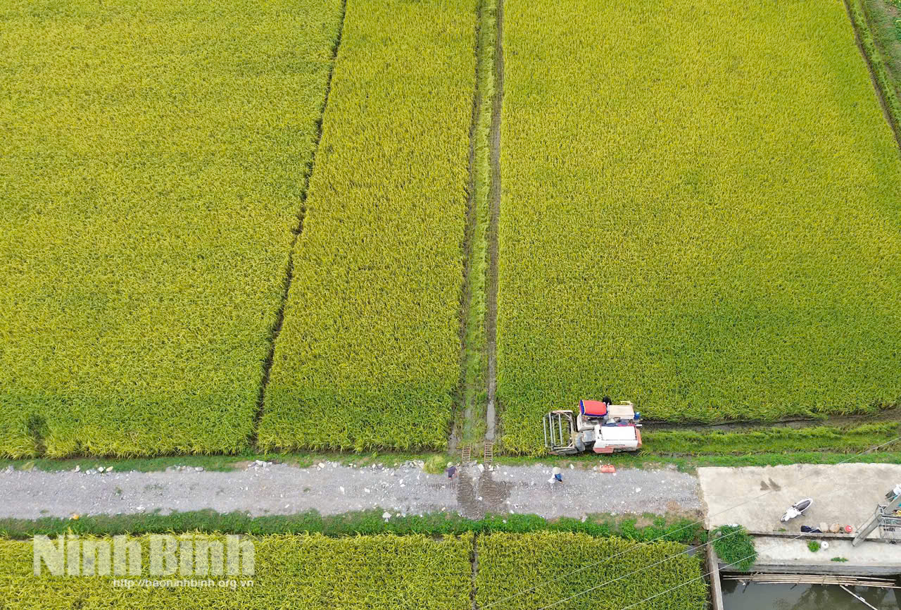 Những cánh đồng lớn tạo thuận lợi cho việc đưa cơ giới hóa vào trong sản xuất.