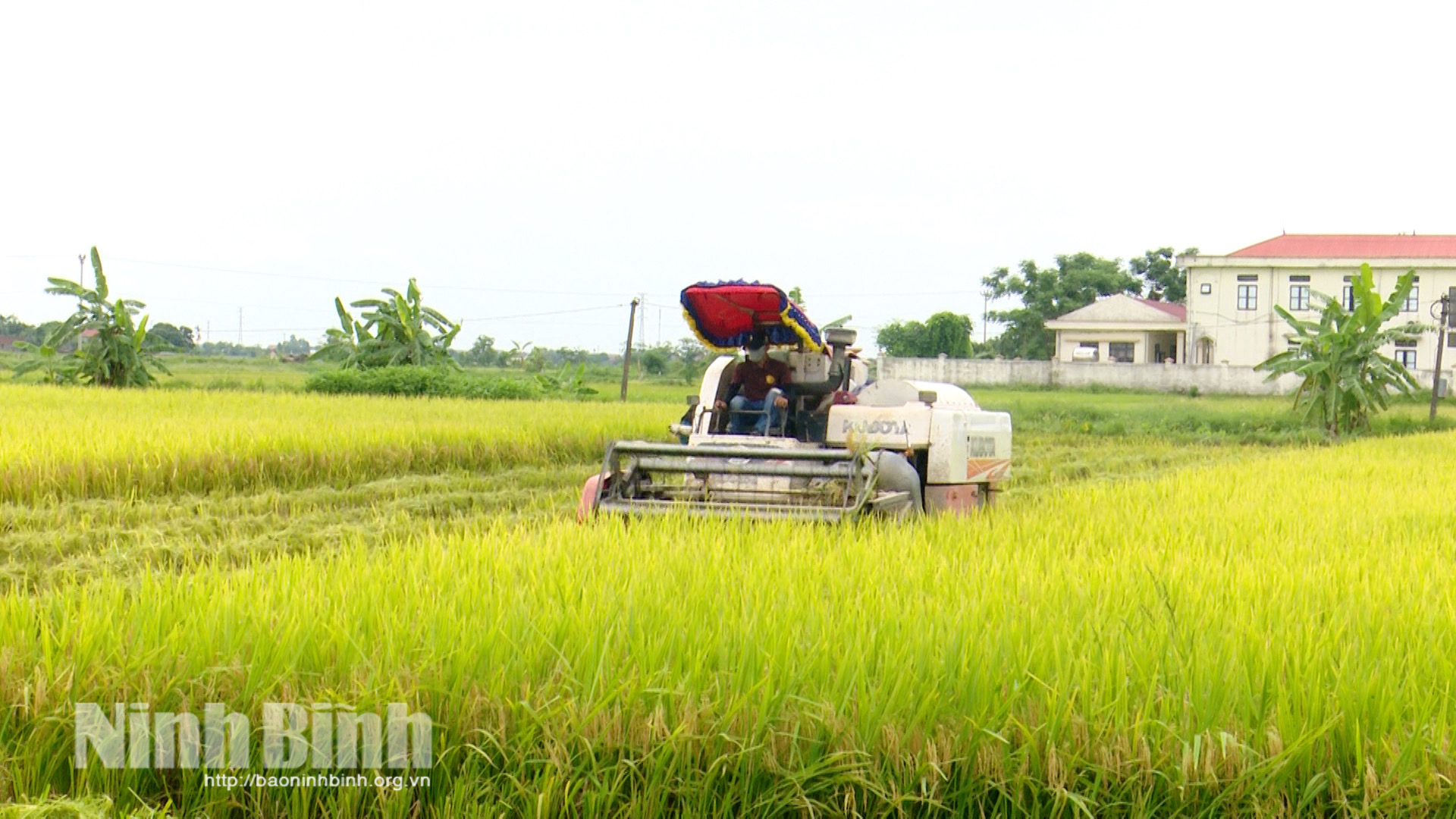 Năng suất vụ lúa Xuân cao, tuy nhiên việc thu hoạch đồng loạt đã tạo áp lực lớn lên hạ tầng sấy và giá thu mua thóc.