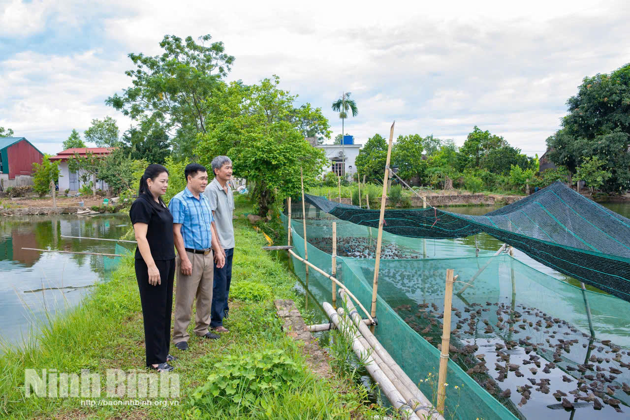 Mô hình nuôi ếch thương phẩm kết hợp trong tráng lưới có mái che chống nắng được anh Phạm Trọng Việt (thôn 7, xã Yên Khánh) đầu tư bài bản, khoa học. Ảnh: Ngọc Linh