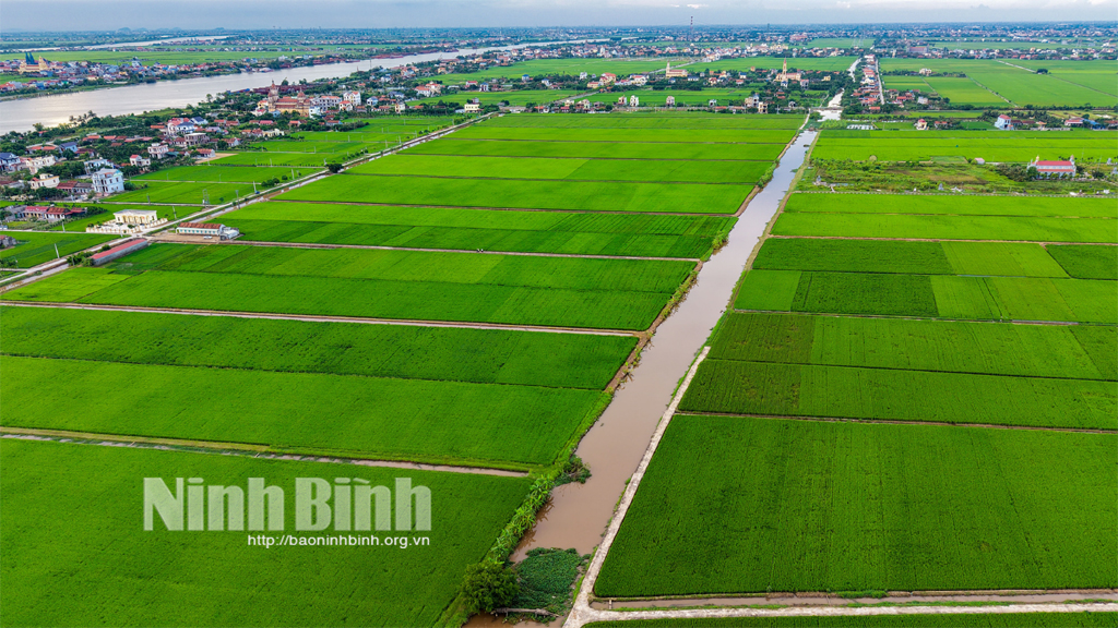 Cánh đồng liên kết sản xuất lúa giống tập trung của Công ty TNHH Cường Tân tại xã Ninh Cường. Ảnh: Ngọc Linh