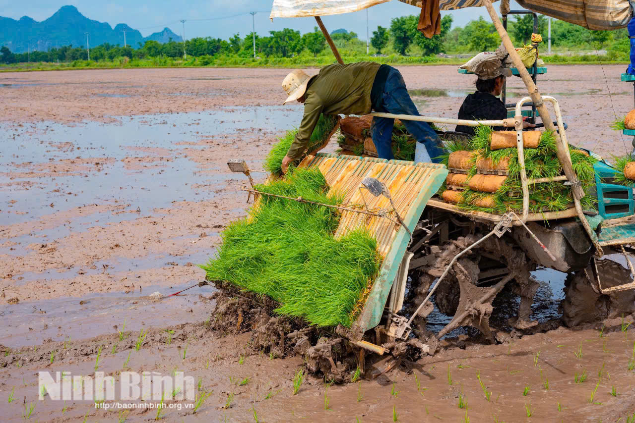 Máy cấy mạ khay hoạt động hết công suất trên cánh đồng phường Tây Hoa Lư, giúp rút ngắn thời gian gieo cấy và đảm bảo khung thời vụ tốt nhất. Ảnh: Ngọc Linh