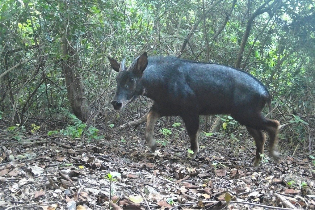 An Indochine serow found in the Dong Thai protected forest.