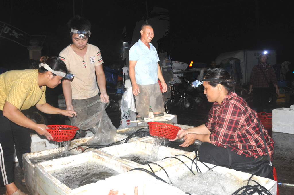 Thu hoạch tôm tại xã Kim Sơn (Ninh Bình). Ảnh minh họa