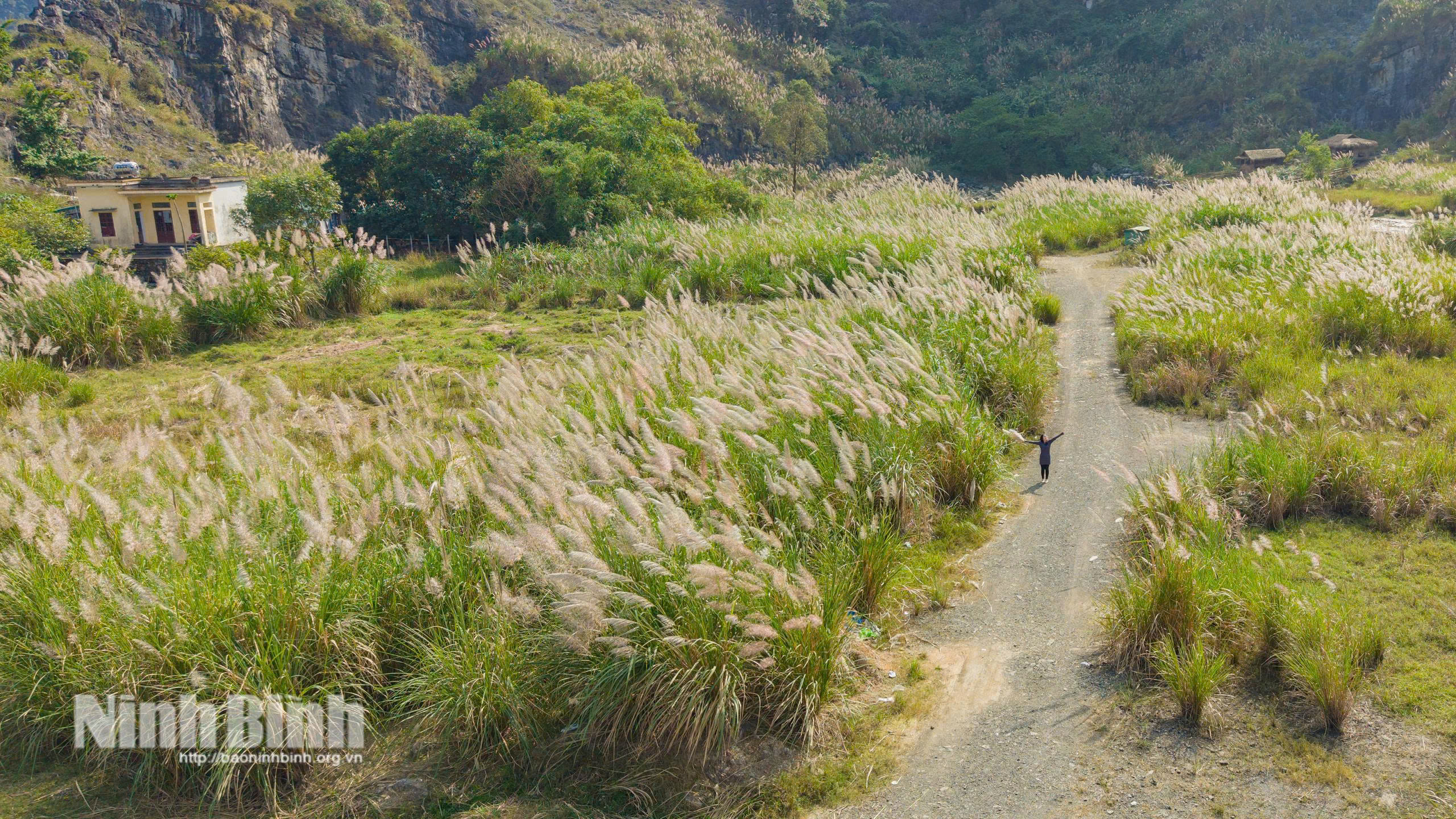 The shimmering scenerary of the common reed field in the sunlight.
