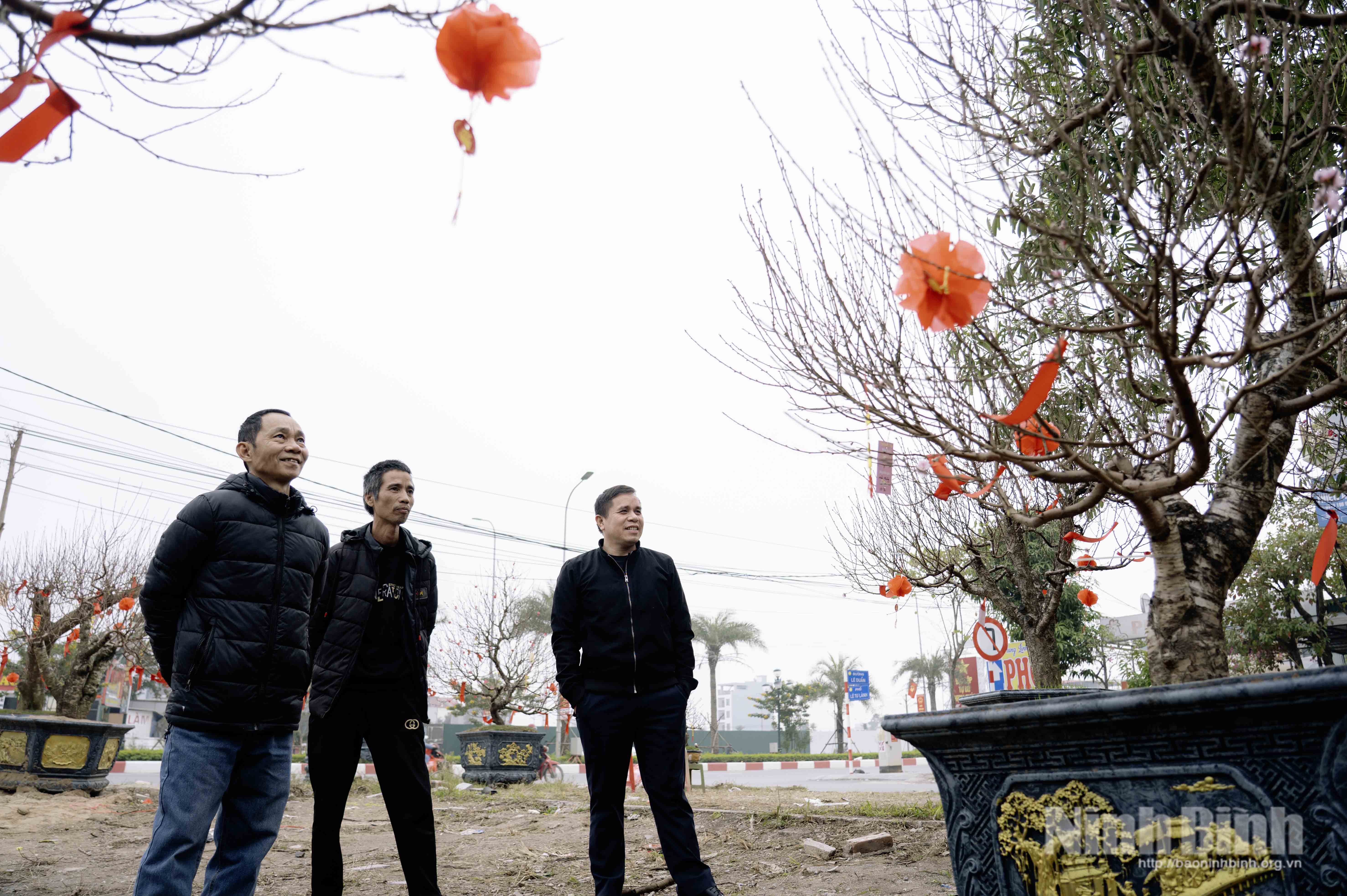 Many peach trees are flowering well ahead of the Lunar New Year (Tet). (Photo: VNA)
