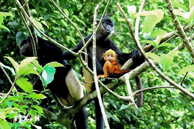 The Kim Bang Delacour’s Langur Conservation Area is expected to be implemented in 2026. Source: FFI