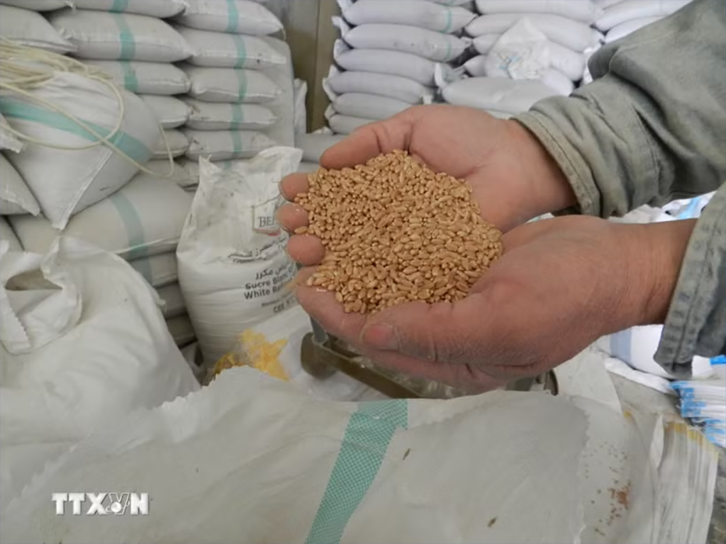 (Ảnh minh họa. THX/TTXVN)
