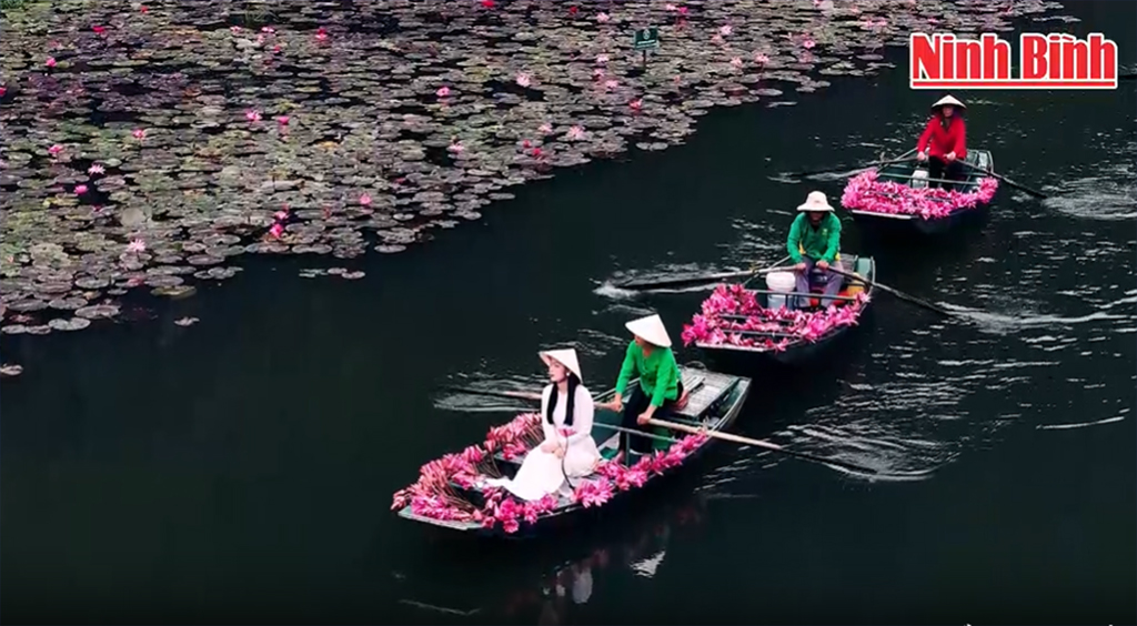 Captivating purple water lilies in Ngo Dong river, Tam Coc Tourist area.