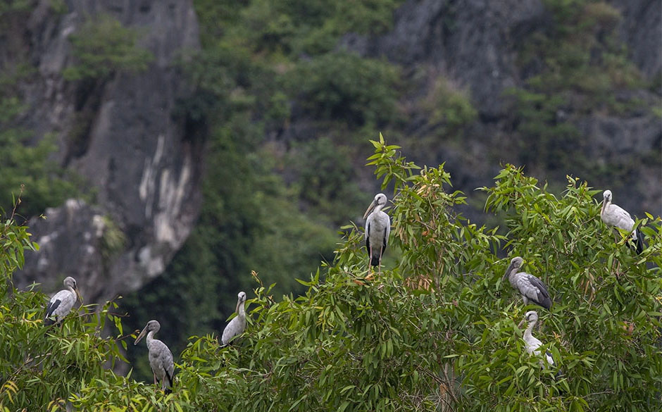 The wetland site is home to numerous species of herons and egrets.