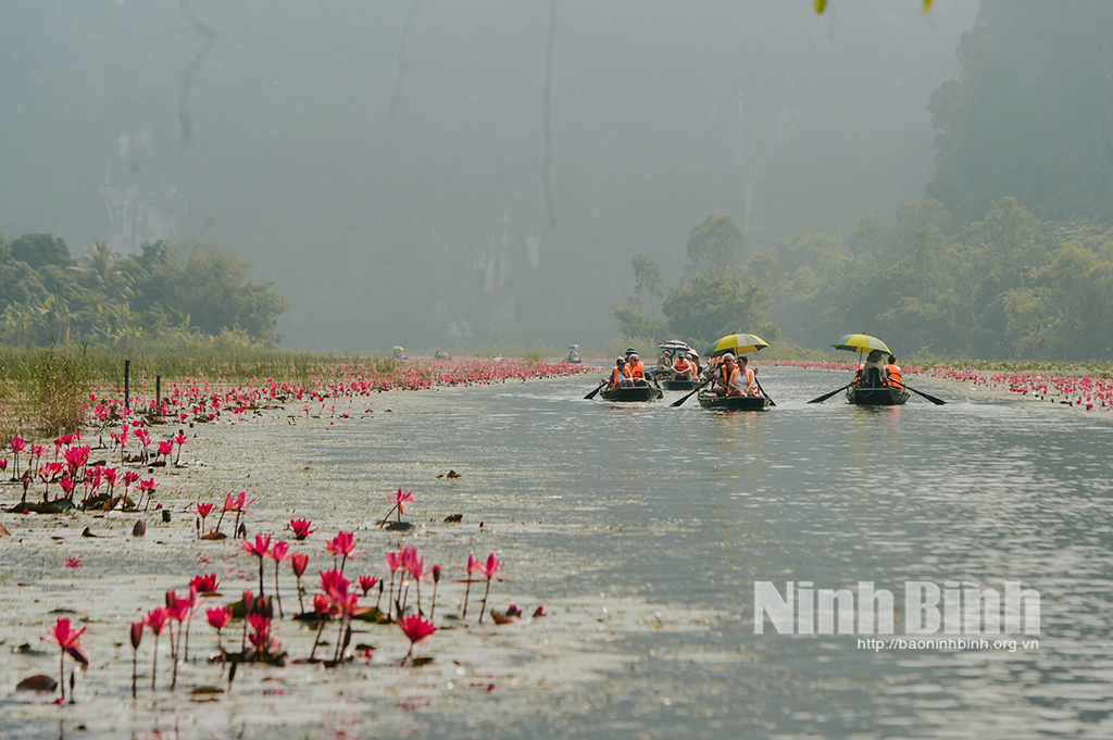 Visitors explore the purple water lilies in Tam Coc tourist area.