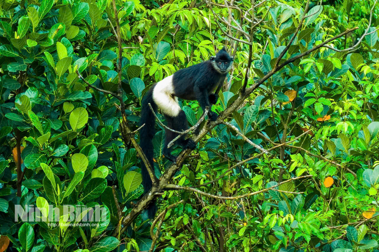 Delacour’s Langur, an endemic primate species of Vietnam.