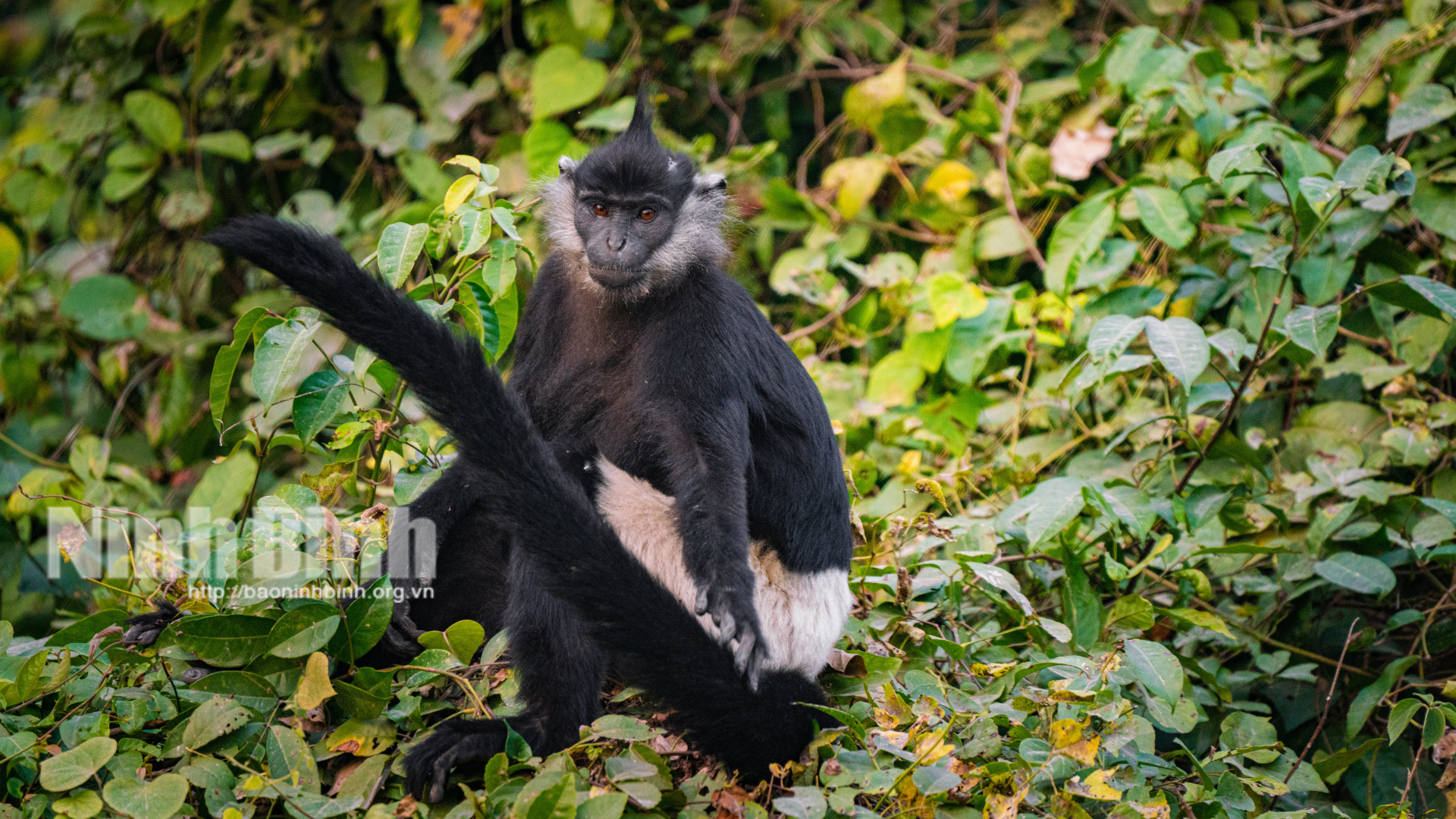 Further conservation efforts and solutions are needed to protect the Delacour’s langur, a critically endangered primate.
