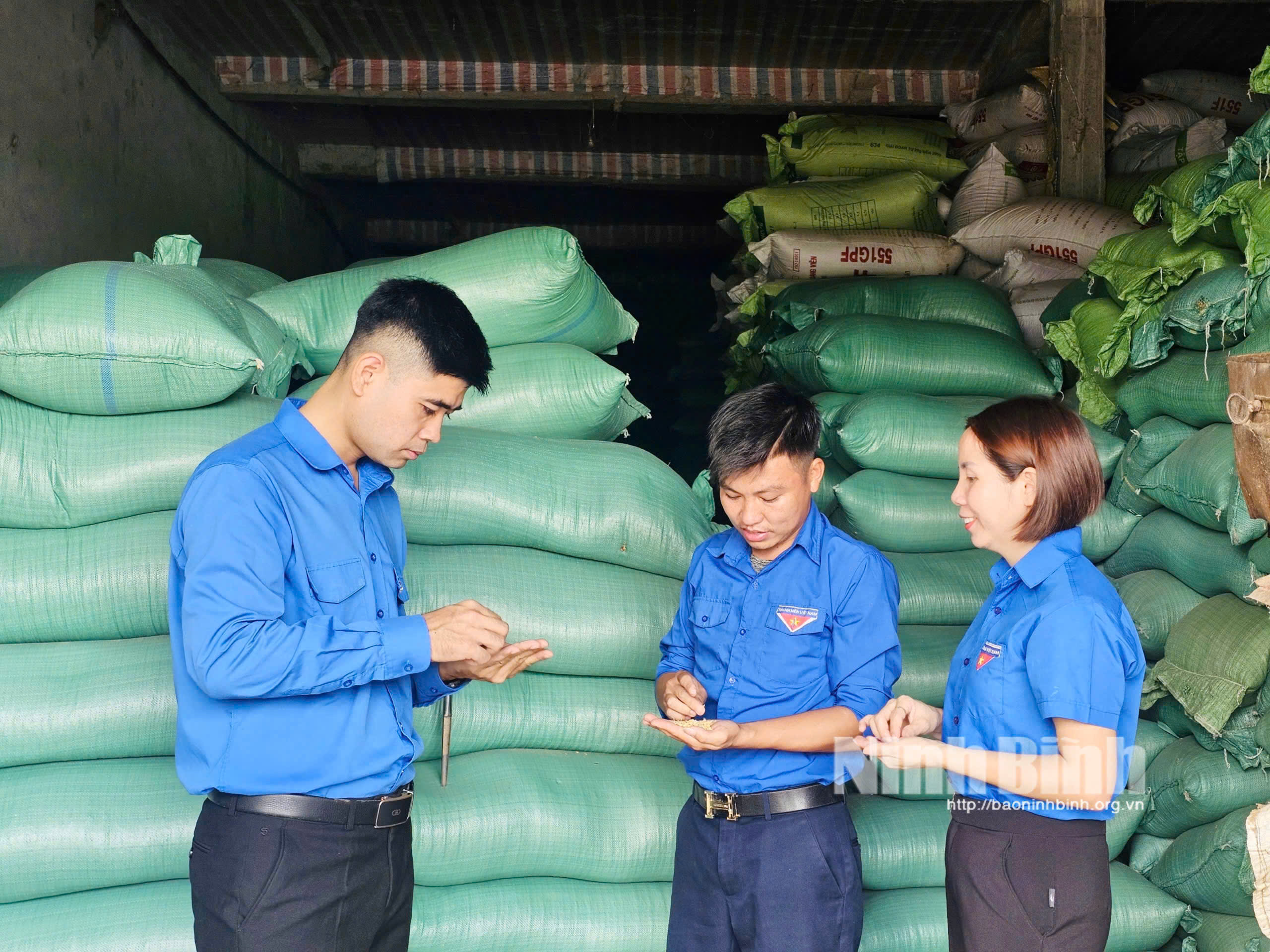 Anh Vũ Đình Kiên, thôn Dương Thiện (đứng giữa) khởi nghiệp với mô hình sản xuất lúa chất lượng cao gắn với ứng dụng công nghệ hiện đại.
