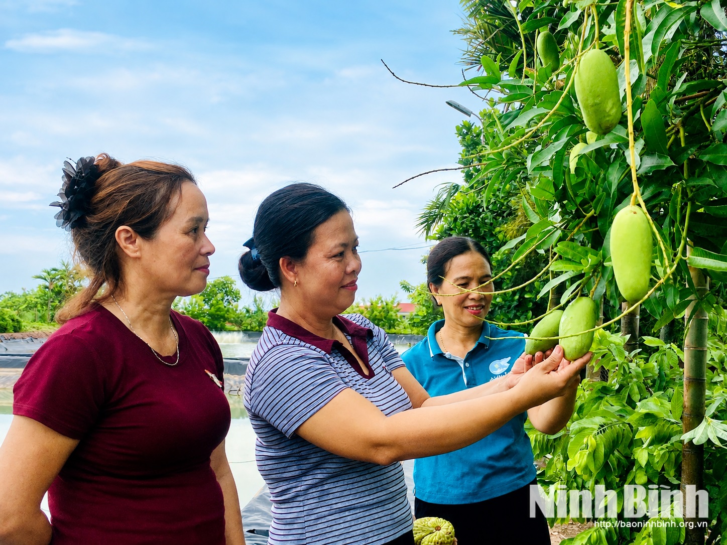 Mô hình kinh tế tổng hợp của chị Mai Thị Hiền, thôn Văn Giáo, xã Nghĩa Lâm.