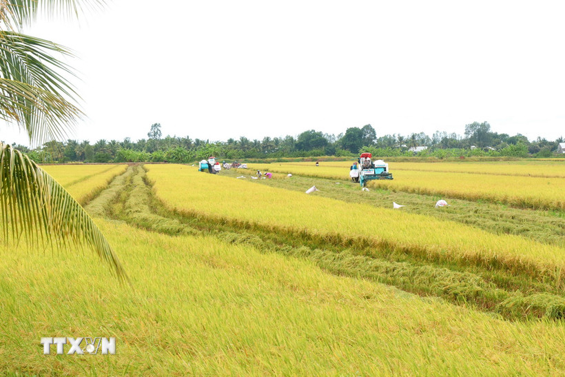 Một cánh đồng lúa chất lượng cao. (Nguồn: TTXVN)