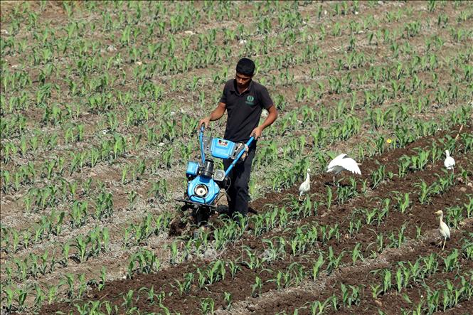 Nông dân làm việc trên cánh đồng ở Kafr El-Sheikh, Ai Cập. Ảnh minh họa: THX/TTXVN