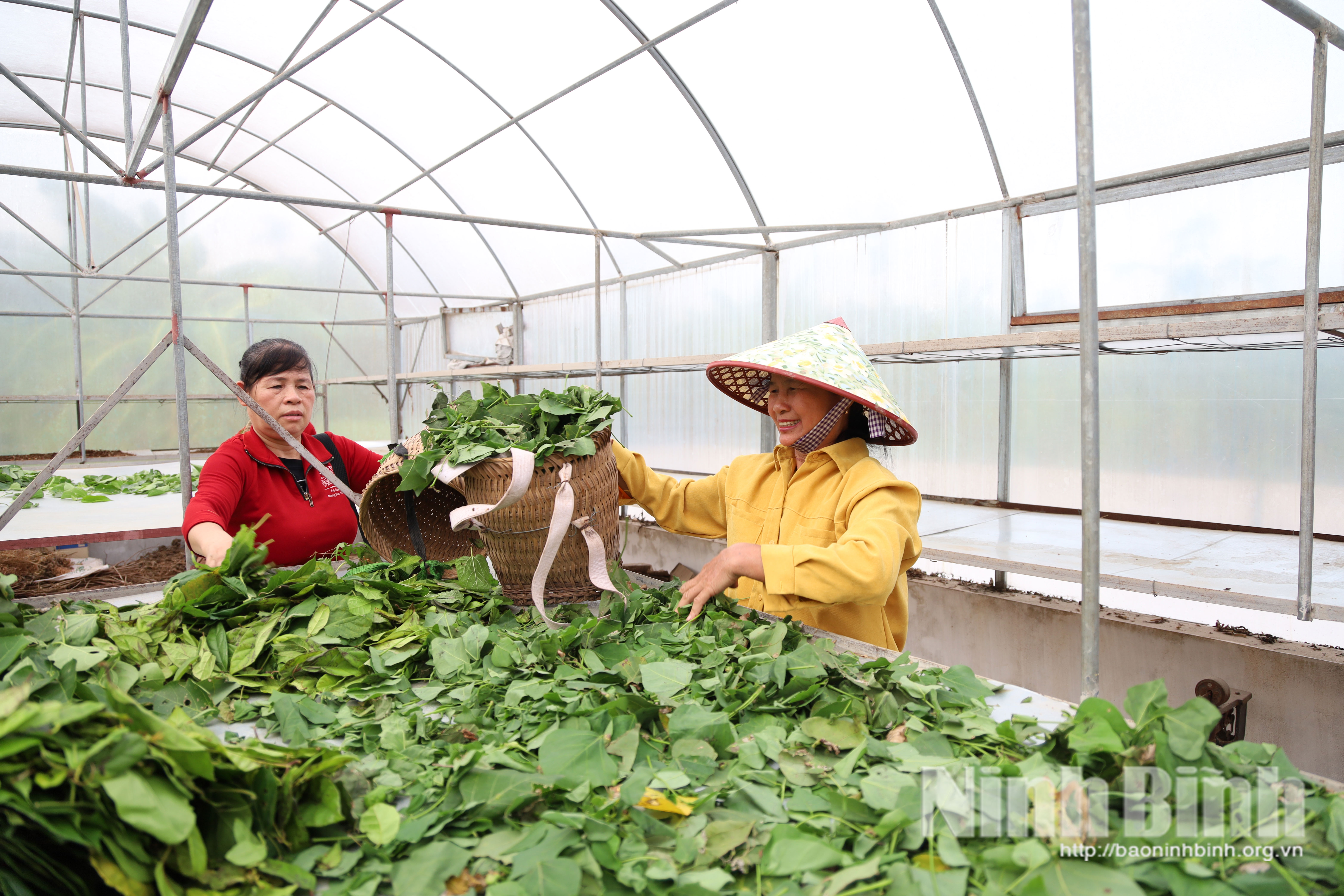 Phát triển cây dược liệu đang trở thành hướng đi hiệu quả trong phát triển kinh tế nông nghiệp ở Hải Quang.